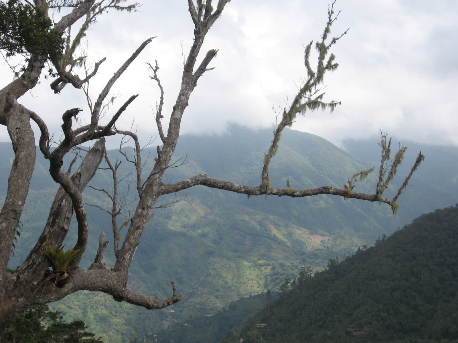 Forested mountain slopes and trees seen from Holywell National Park in Jamaica.