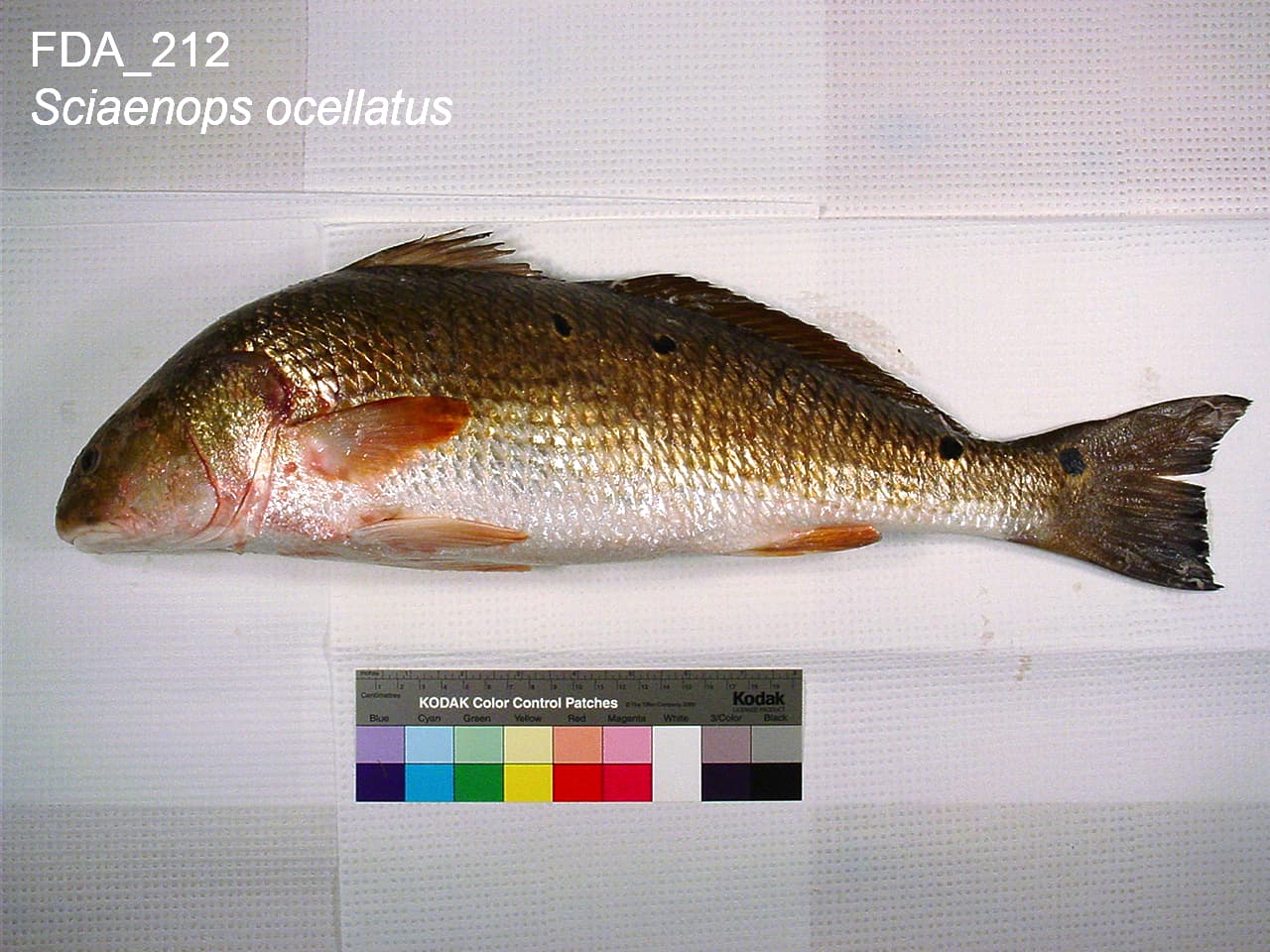 A red-drum specimen on a plain background with its species label and colour-reference chart
